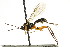  ( - CNCHYM 04199)  @11 [ ] CreativeCommons - Attribution (2011) CNC/CBG Photography Group Centre for Biodiversity Genomics