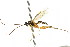  ( - CNCHYM 04218)  @11 [ ] CreativeCommons - Attribution (2011) CNC/CBG Photography Group Centre for Biodiversity Genomics