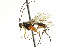  ( - CNCHYM 04220)  @13 [ ] CreativeCommons - Attribution (2011) CNC/CBG Photography Group Centre for Biodiversity Genomics