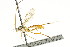 ( - CNCHYM 04227)  @11 [ ] CreativeCommons - Attribution (2011) CNC/CBG Photography Group Centre for Biodiversity Genomics