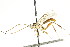  ( - CNCHYM 04228)  @11 [ ] CreativeCommons - Attribution (2011) CNC/CBG Photography Group Centre for Biodiversity Genomics
