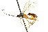  ( - CNCHYM 04230)  @14 [ ] CreativeCommons - Attribution (2011) CNC/CBG Photography Group Centre for Biodiversity Genomics