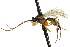  ( - CNCHYM 04231)  @11 [ ] CreativeCommons - Attribution (2011) CNC/CBG Photography Group Centre for Biodiversity Genomics