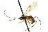  ( - CNCHYM 04234)  @11 [ ] CreativeCommons - Attribution (2011) CNC/CBG Photography Group Centre for Biodiversity Genomics