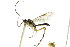  ( - CNCHYM 04244)  @11 [ ] CreativeCommons - Attribution (2011) CNC/CBG Photography Group Centre for Biodiversity Genomics