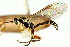  ( - CNCHYM 04245)  @13 [ ] CreativeCommons - Attribution (2011) CNC/CBG Photography Group Centre for Biodiversity Genomics