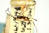  ( - CNCHYM 04249)  @11 [ ] CreativeCommons - Attribution (2011) CNC/CBG Photography Group Centre for Biodiversity Genomics