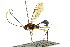  ( - CNCHYM 04255)  @11 [ ] CreativeCommons - Attribution (2011) CNC/CBG Photography Group Centre for Biodiversity Genomics