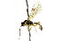  ( - CNCHYM 04623)  @11 [ ] CreativeCommons - Attribution (2011) CNC/CBG Photography Group Centre for Biodiversity Genomics