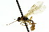  ( - CNCHYM 04624)  @11 [ ] CreativeCommons - Attribution (2011) CNC/CBG Photography Group Centre for Biodiversity Genomics