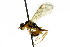  ( - CNCHYM 04629)  @11 [ ] CreativeCommons - Attribution (2011) CNC/CBG Photography Group Centre for Biodiversity Genomics