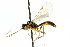  ( - CNCHYM 04633)  @11 [ ] CreativeCommons - Attribution (2011) CNC/CBG Photography Group Centre for Biodiversity Genomics