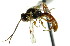  ( - CNCHYM 04634)  @11 [ ] CreativeCommons - Attribution (2011) CNC/CBG Photography Group Centre for Biodiversity Genomics