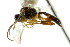  ( - CNCHYM 04635)  @11 [ ] CreativeCommons - Attribution (2011) CNC/CBG Photography Group Centre for Biodiversity Genomics