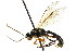  ( - CNCHYM 04641)  @11 [ ] CreativeCommons - Attribution (2011) CNC/CBG Photography Group Centre for Biodiversity Genomics