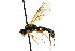  ( - CNCHYM 04643)  @11 [ ] CreativeCommons - Attribution (2011) CNC/CBG Photography Group Centre for Biodiversity Genomics