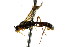  (Smicroplectrus costulatus - CNCHYM 04647)  @11 [ ] CreativeCommons - Attribution (2011) CNC/CBG Photography Group Centre for Biodiversity Genomics