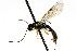  ( - CNCHYM 04648)  @11 [ ] CreativeCommons - Attribution (2011) CNC/CBG Photography Group Centre for Biodiversity Genomics