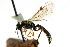  ( - CNCHYM 04652)  @11 [ ] CreativeCommons - Attribution (2011) CNC/CBG Photography Group Centre for Biodiversity Genomics