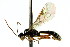  ( - CNCHYM 04654)  @11 [ ] CreativeCommons - Attribution (2011) CNC/CBG Photography Group Centre for Biodiversity Genomics