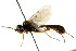  ( - CNCHYM 04658)  @11 [ ] CreativeCommons - Attribution (2011) CNC/CBG Photography Group Centre for Biodiversity Genomics