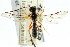  ( - CNCHYM 04661)  @11 [ ] CreativeCommons - Attribution (2011) CNC/CBG Photography Group Centre for Biodiversity Genomics
