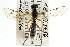  ( - CNCHYM 04663)  @11 [ ] CreativeCommons - Attribution (2011) CNC/CBG Photography Group Centre for Biodiversity Genomics