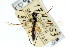  ( - CNCHYM 04664)  @11 [ ] CreativeCommons - Attribution (2011) CNC/CBG Photography Group Centre for Biodiversity Genomics