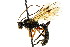  ( - CNCHYM 04666)  @11 [ ] CreativeCommons - Attribution (2011) CNC/CBG Photography Group Centre for Biodiversity Genomics