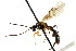  ( - CNCHYM 04667)  @11 [ ] CreativeCommons - Attribution (2011) CNC/CBG Photography Group Centre for Biodiversity Genomics