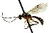  (Smicroplectrus walleyi - CNCHYM 04668)  @11 [ ] CreativeCommons - Attribution (2011) CNC/CBG Photography Group Centre for Biodiversity Genomics