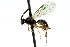  ( - CNCHYM 04670)  @11 [ ] CreativeCommons - Attribution (2011) CNC/CBG Photography Group Centre for Biodiversity Genomics