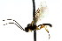  ( - CNCHYM 04672)  @11 [ ] CreativeCommons - Attribution (2011) CNC/CBG Photography Group Centre for Biodiversity Genomics