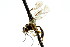  ( - CNCHYM 04674)  @11 [ ] CreativeCommons - Attribution (2011) CNC/CBG Photography Group Centre for Biodiversity Genomics
