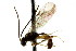  (Polyblastus bimacula - CNCHYM 04676)  @11 [ ] CreativeCommons - Attribution (2011) CNC/CBG Photography Group Centre for Biodiversity Genomics