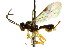  (Polyblastus botrys - CNCHYM 04683)  @11 [ ] CreativeCommons - Attribution (2011) CNC/CBG Photography Group Centre for Biodiversity Genomics
