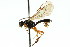  (Polyblastus cancer - CNCHYM 04685)  @13 [ ] CreativeCommons - Attribution (2011) CNC/CBG Photography Group Centre for Biodiversity Genomics