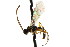  ( - CNCHYM 04686)  @11 [ ] CreativeCommons - Attribution (2011) CNC/CBG Photography Group Centre for Biodiversity Genomics