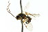  ( - CNCHYM 04687)  @11 [ ] CreativeCommons - Attribution (2011) CNC/CBG Photography Group Centre for Biodiversity Genomics