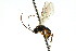  ( - CNCHYM 04688)  @11 [ ] CreativeCommons - Attribution (2011) CNC/CBG Photography Group Centre for Biodiversity Genomics