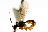  ( - CNCHYM 04693)  @11 [ ] CreativeCommons - Attribution (2011) CNC/CBG Photography Group Centre for Biodiversity Genomics
