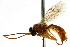  ( - CNCHYM 04694)  @11 [ ] CreativeCommons - Attribution (2011) CNC/CBG Photography Group Centre for Biodiversity Genomics