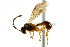  (Polyblastus flexus - CNCHYM 04695)  @11 [ ] CreativeCommons - Attribution (2011) CNC/CBG Photography Group Centre for Biodiversity Genomics