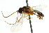  ( - CNCHYM 04700)  @11 [ ] CreativeCommons - Attribution (2011) CNC/CBG Photography Group Centre for Biodiversity Genomics