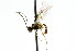 (Polyblastus gloriosus - CNCHYM 04702)  @11 [ ] CreativeCommons - Attribution (2011) CNC/CBG Photography Group Centre for Biodiversity Genomics