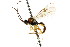 ( - CNCHYM 04704)  @11 [ ] CreativeCommons - Attribution (2011) CNC/CBG Photography Group Centre for Biodiversity Genomics