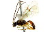  ( - CNCHYM 04705)  @11 [ ] CreativeCommons - Attribution (2011) CNC/CBG Photography Group Centre for Biodiversity Genomics