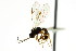  ( - CNCHYM 04708)  @11 [ ] CreativeCommons - Attribution (2011) CNC/CBG Photography Group Centre for Biodiversity Genomics