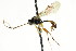  ( - CNCHYM 04710)  @11 [ ] CreativeCommons - Attribution (2011) CNC/CBG Photography Group Centre for Biodiversity Genomics