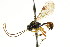  (Polyblastus lateralis - CNCHYM 04711)  @11 [ ] CreativeCommons - Attribution (2011) CNC/CBG Photography Group Centre for Biodiversity Genomics